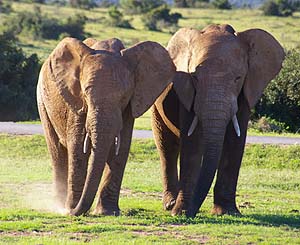 addo elephant park lookalike