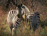 Animal Watching in the National Parks